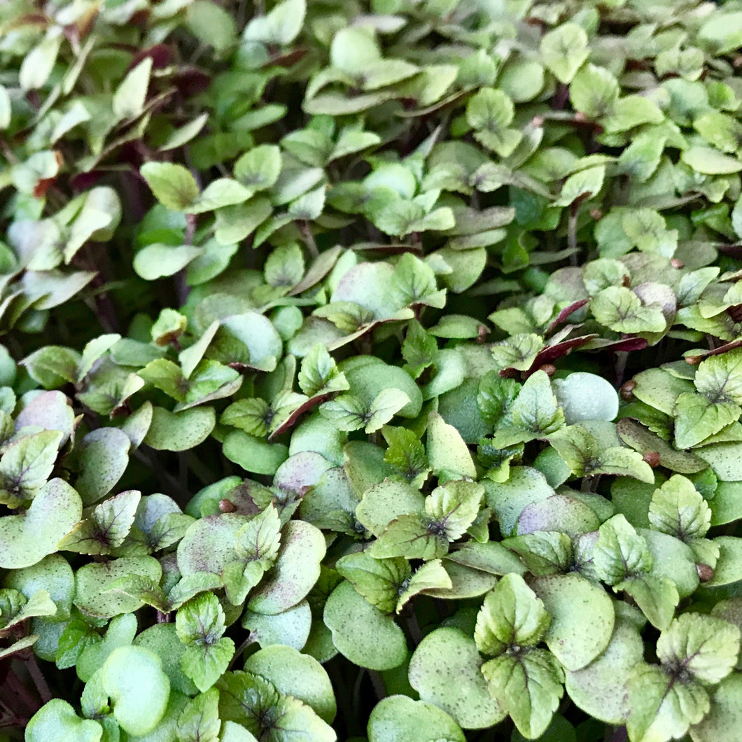 Micro Shiso Purple - Microgreens San Francisco 