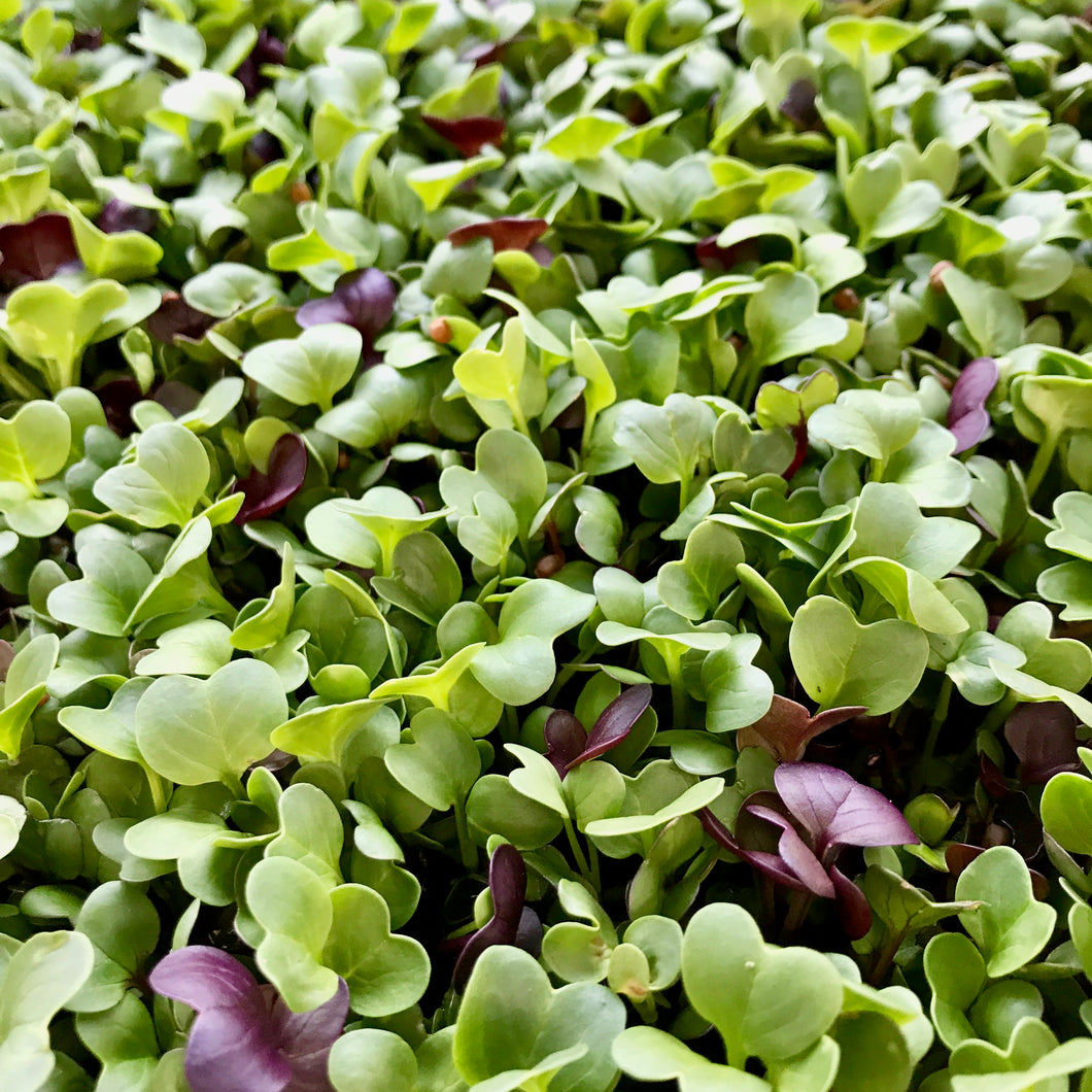 Radish Mix - Green, Pink and Purple Stem - Microgreens San Francisco 