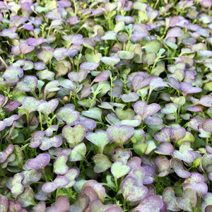 Mustard Scarlet Frills - Microgreens San Francisco 