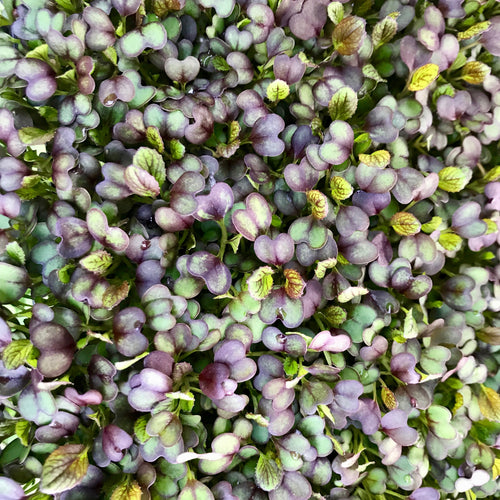 Strawberry Baby Pac Choi - Microgreens San Francisco 