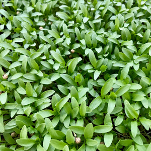 Micro Cilantro - Microgreens San Francisco 