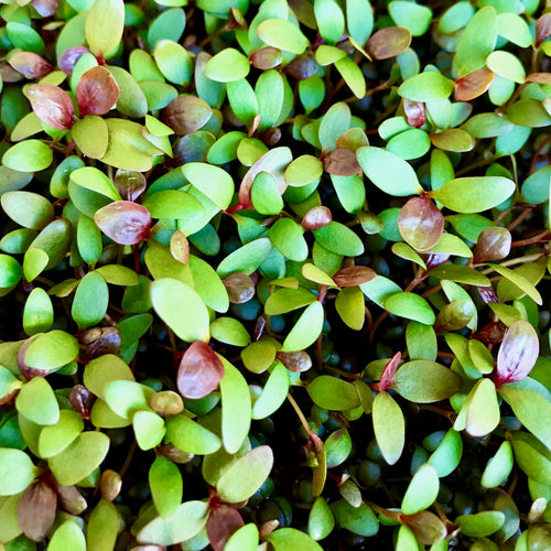 Micro Akatade - Microgreens San Francisco 