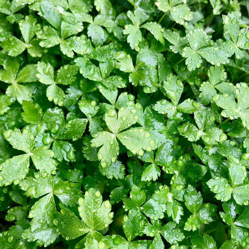 Mitsuba - Microgreens San Francisco 