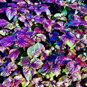 Micro Shiso Aka (Red) - Microgreens San Francisco 