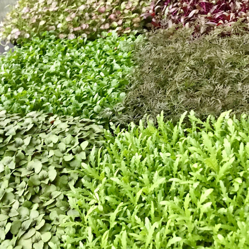 Microgreen Custom Mix - 10