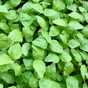 Micro Shiso Green - Microgreens San Francisco 