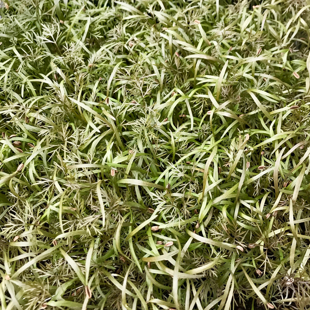 Bronze Fennel - Microgreens San Francisco 