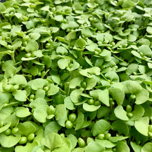 Basil Micro Genovese - Microgreens San Francisco 