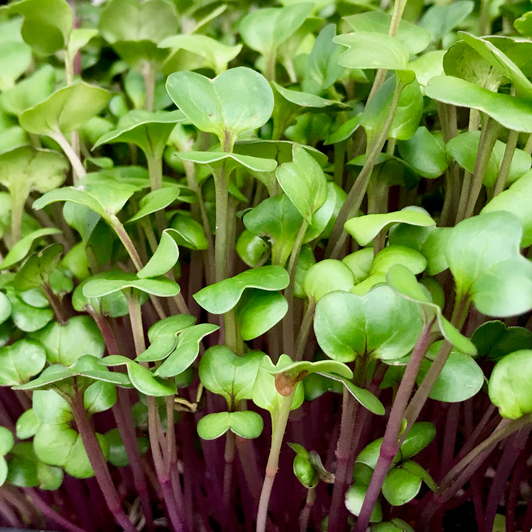 Radish Pink Stem - Microgreens San Francisco 