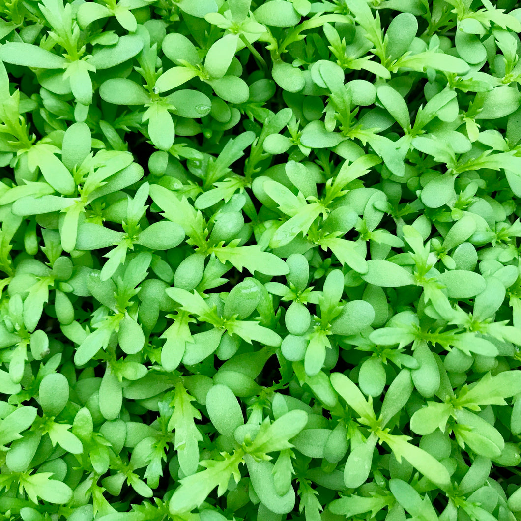 Chrysanthemum - Microgreens San Francisco 