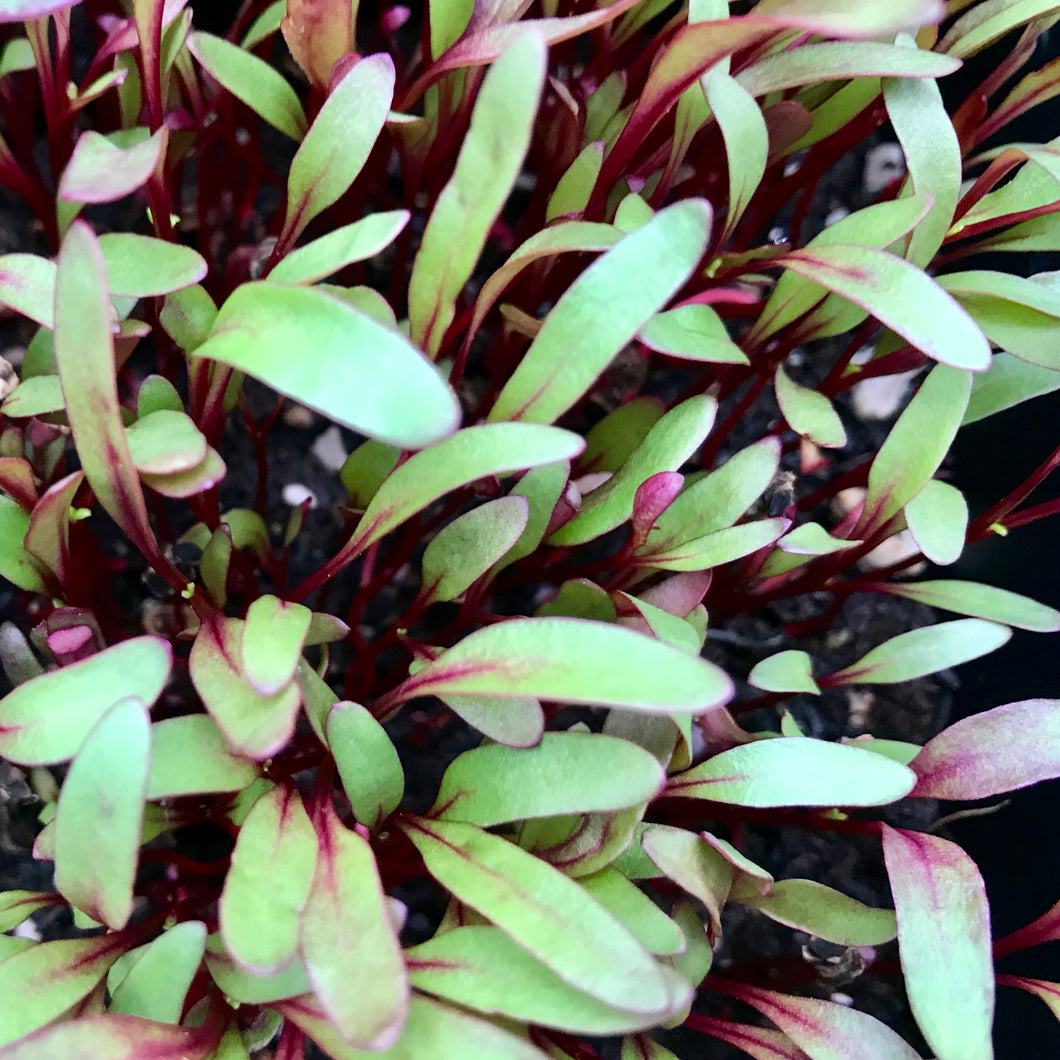 Beets - Bulls Blood - Microgreens San Francisco 