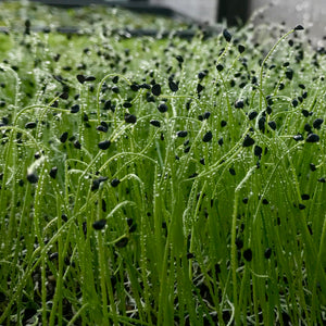 Evergreen Micro Scallions - Microgreens San Francisco 