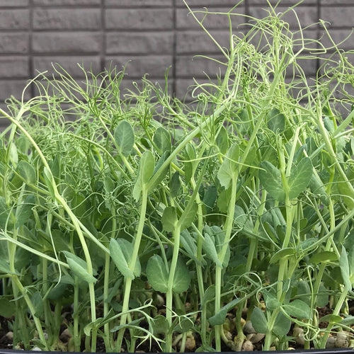 Tendril Peas - Microgreens San Francisco 