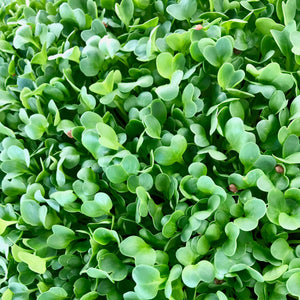 Radish Green Stem - Microgreens San Francisco 