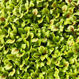 Red Veined Sorrel - Microgreens San Francisco 