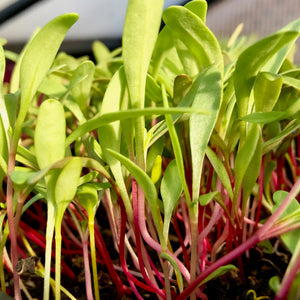 Micro Rainbow Chard - Microgreens San Francisco 