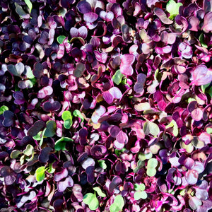 Radish Purple Stem - Microgreens San Francisco 