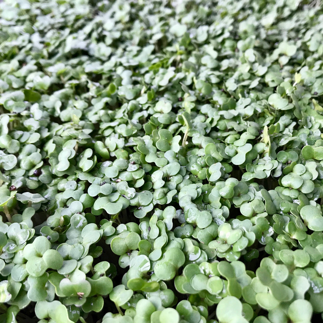 Kohlrabi - Microgreens San Francisco 