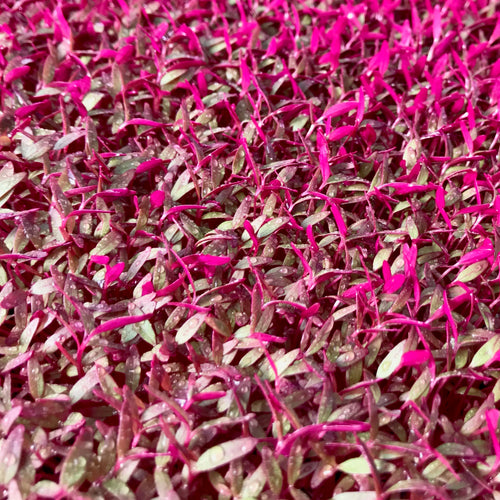 Amaranth - Microgreens San Francisco 