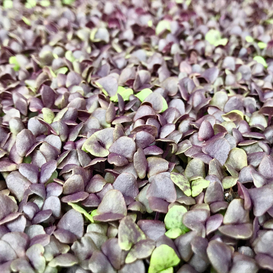 Dark Opal Basil - Microgreens San Francisco 