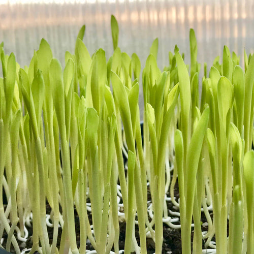 Popcorn - Microgreens San Francisco 