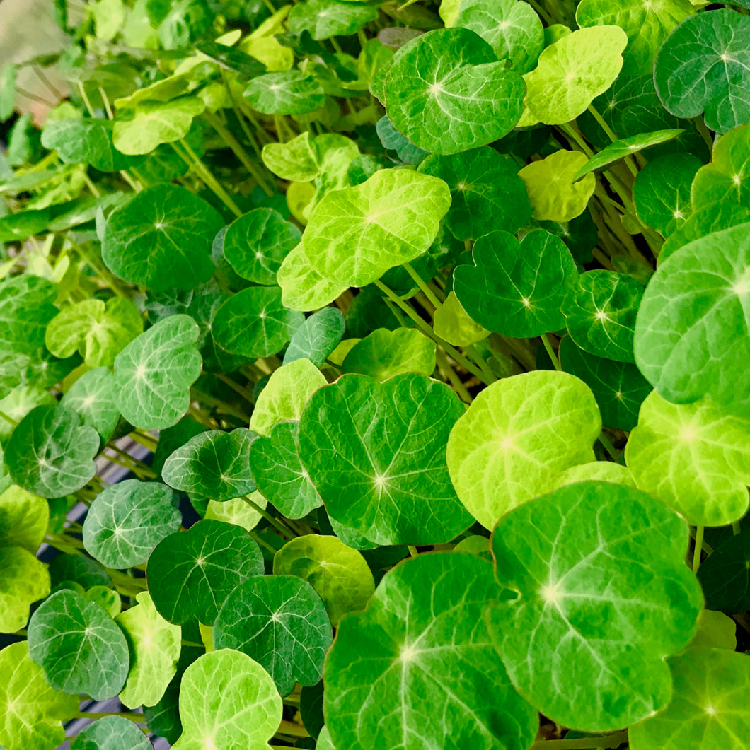 Nasturtium - Shades of Green - Microgreens San Francisco 