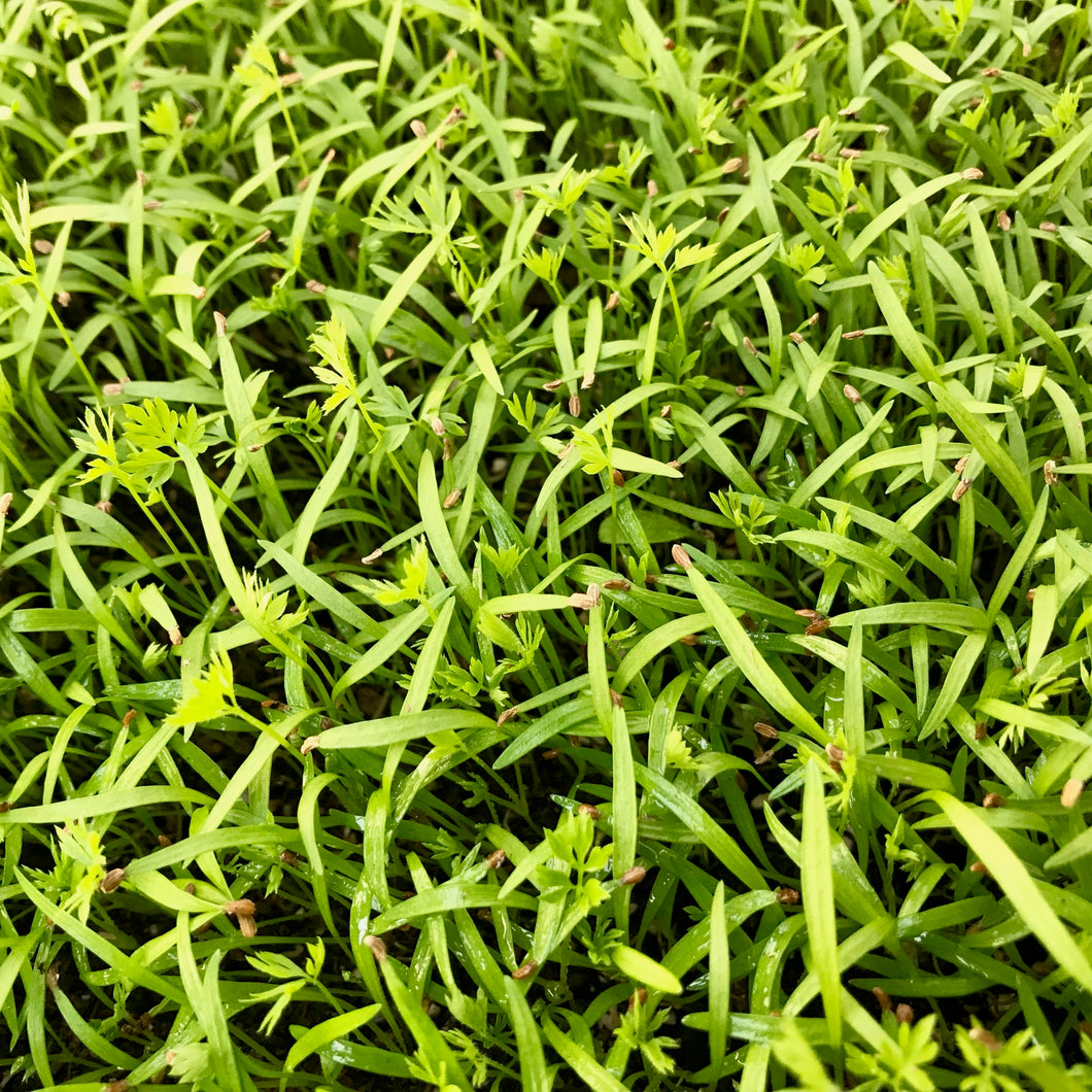 Micro Carrot - Microgreens San Francisco 