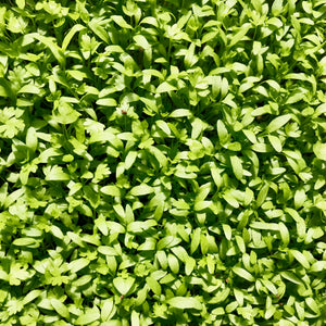 Micro Celery - Microgreens San Francisco 