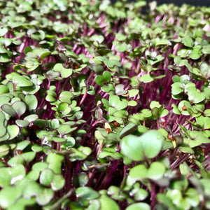 Kohlrabi Purple - Microgreens San Francisco 