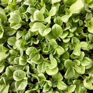 Micro Fava Bean - Microgreens San Francisco 