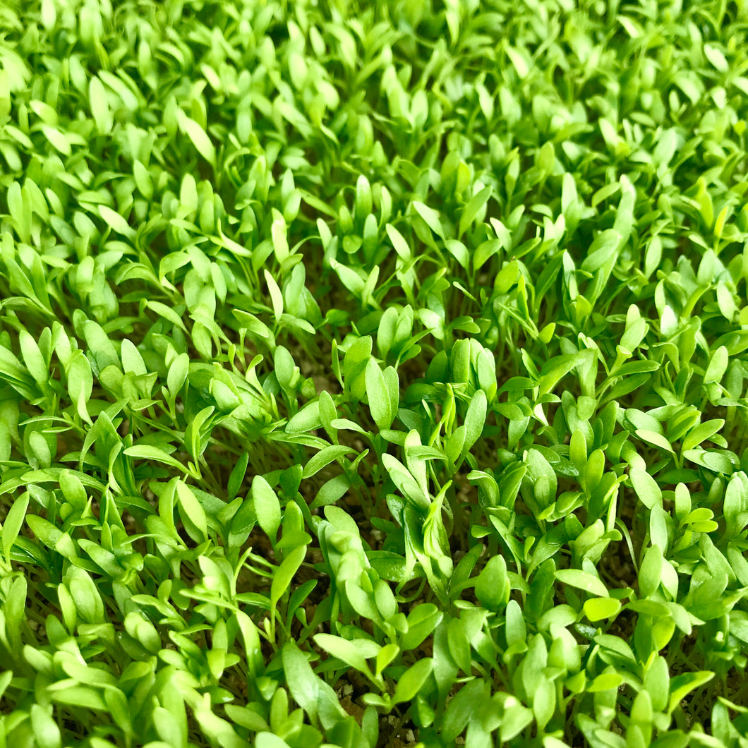 Stridolo - Microgreens San Francisco 