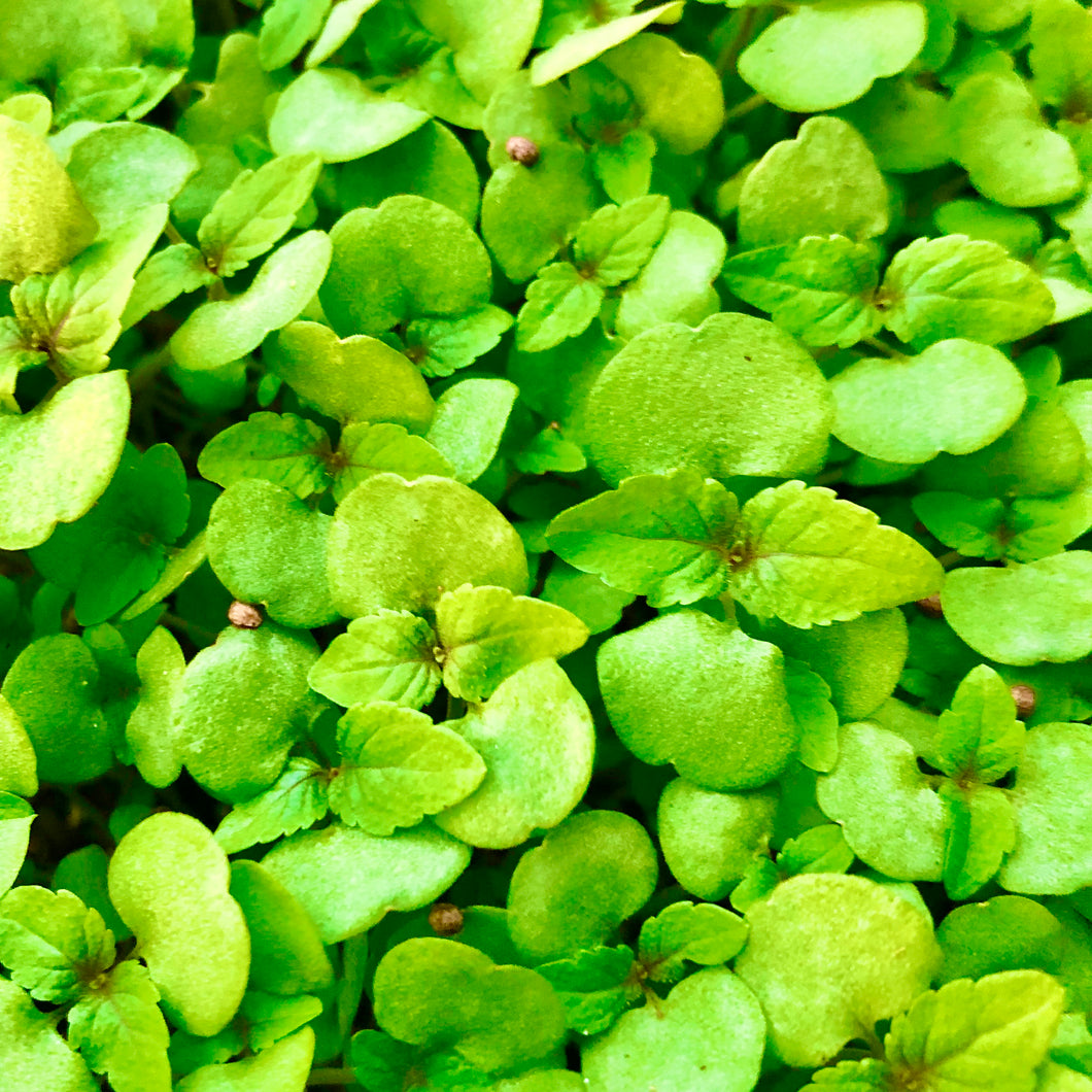 Korean Shiso (Ergoma) - Microgreens San Francisco 