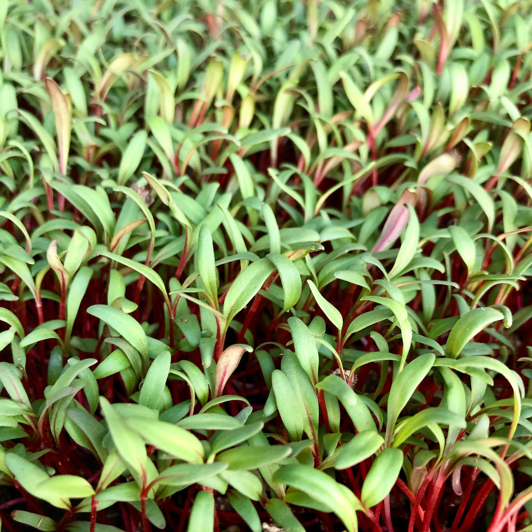 Swiss chard Ruby Red - Microgreens San Francisco 