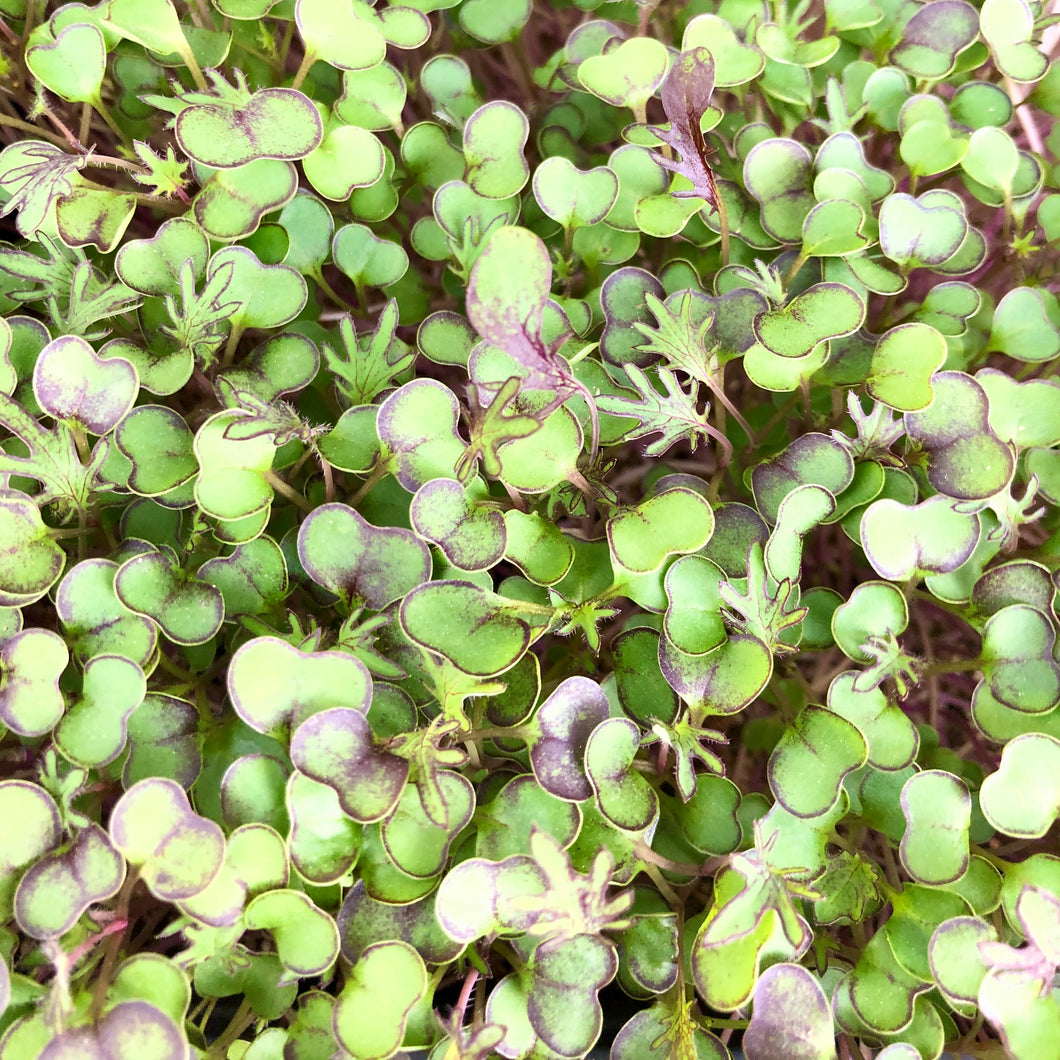 Scarlet Kale - Microgreens San Francisco 