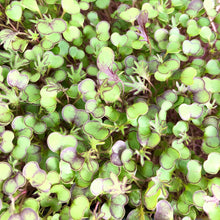 Load image into Gallery viewer, Scarlet Kale - Microgreens San Francisco 