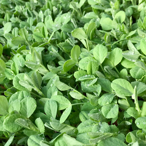 Dwarf Grey Sugar Pea - Microgreens San Francisco 