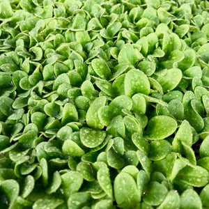 Borage - Microgreens San Francisco 