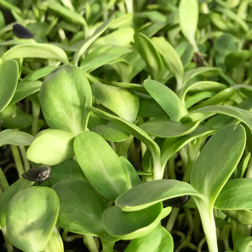 Black Oil Sunflower - Microgreens San Francisco 